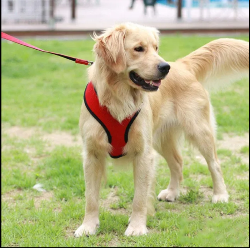 Pechera O Arnés Para Perro